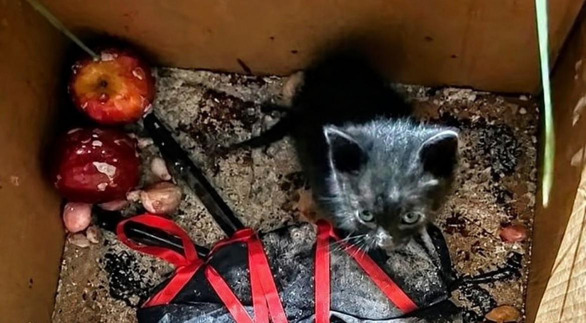 Rescataron a un gatito bebé que estaba dentro de una caja con velas: por qué cuidar a los felinos este mes
