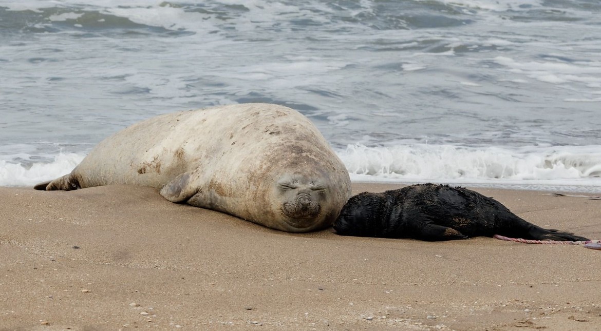 Nació una cría de elefante marino en la costa de Mar del Plata frente al ex Asilo Unzué