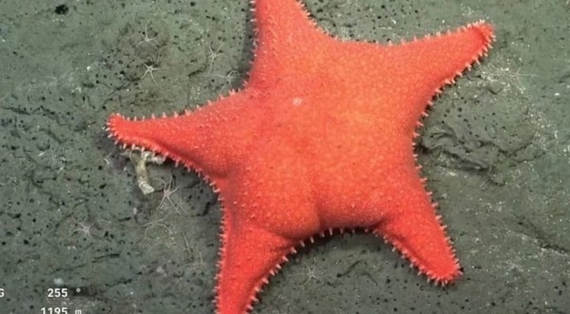La estrella culona llega al cine: la expedición del Conicet en Mar del Plata tendrá su propia película