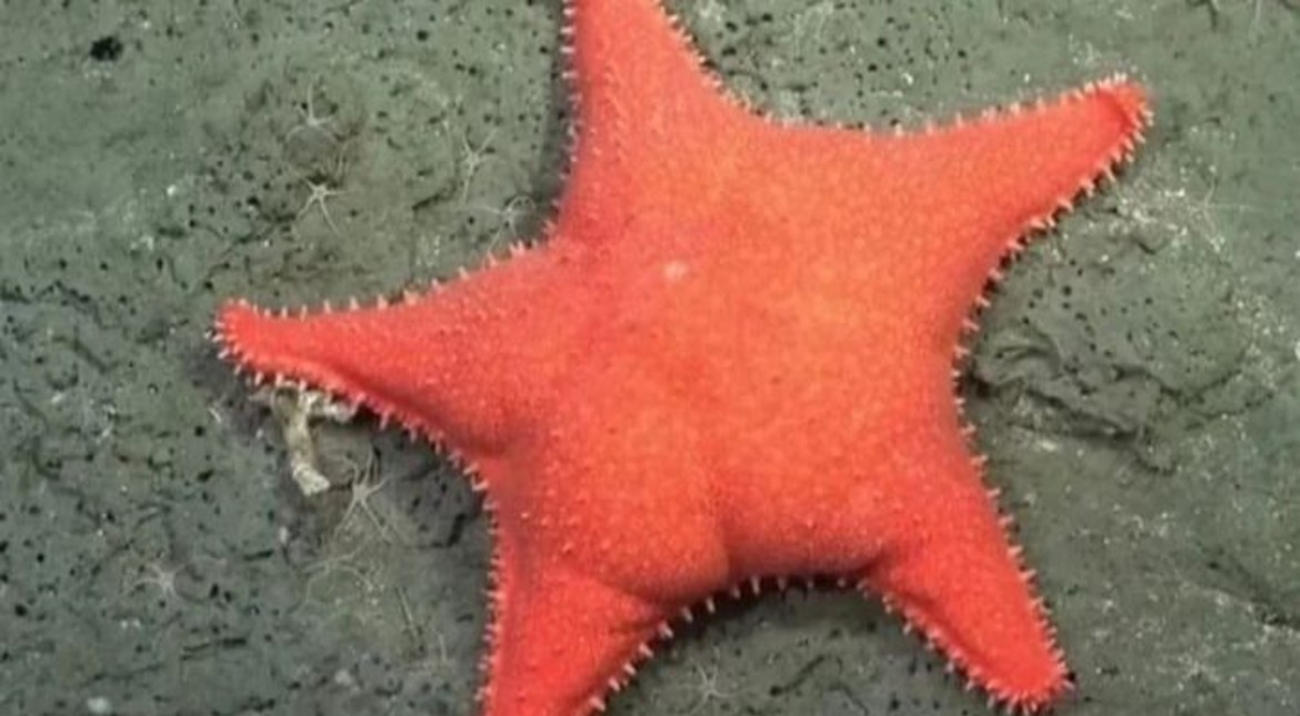 La "estrella culona" al cine: cómo será el documental y la nueva excursión del Conicet en las profundidades