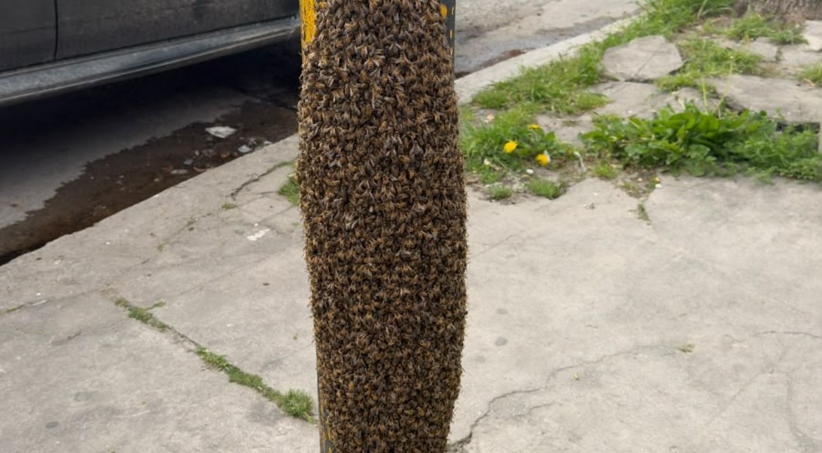 Sorpresa: un enjambre de abejas cubrió un semáforo en plena avenida Independencia