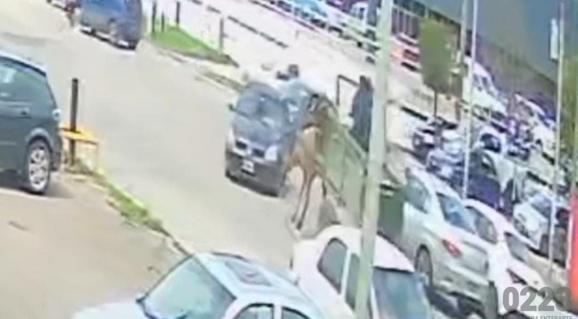 "Tuvimos un Dios aparte": dobló en la avenida Libertad y el caballo de un recolector le destrozó el auto