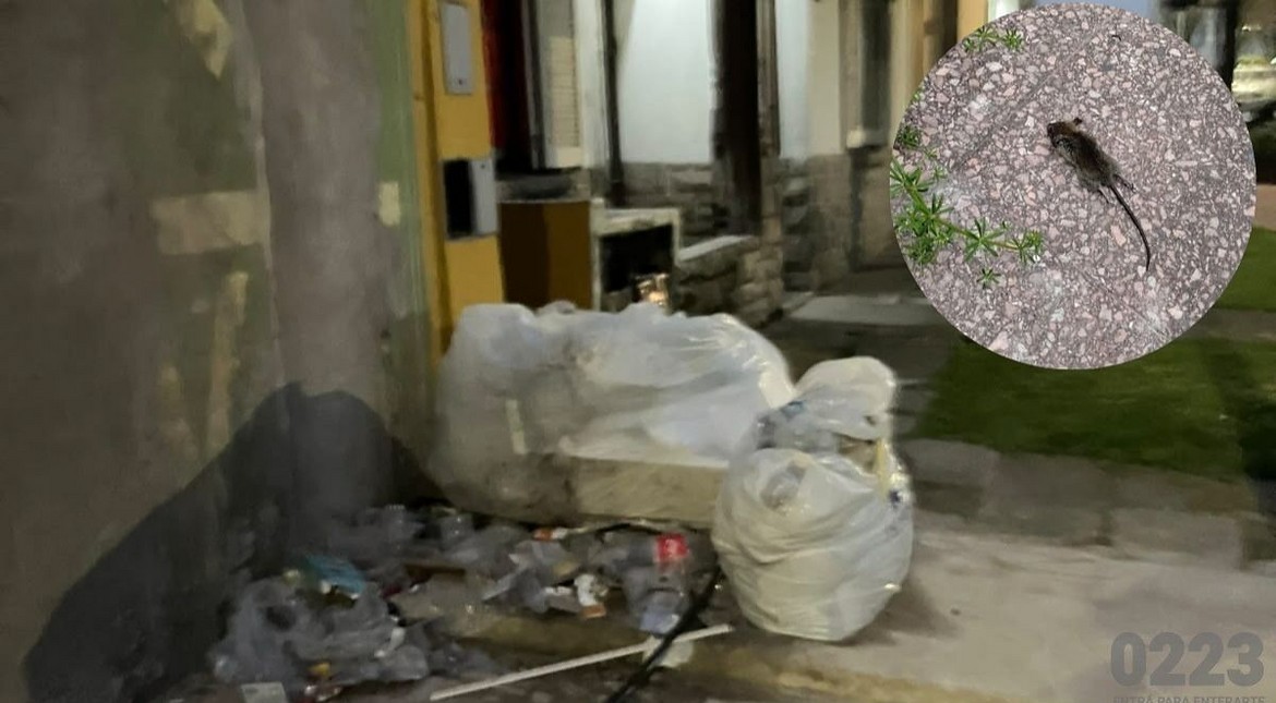 Denuncian presencia de ratas en un supermercado chino de Mar del Plata