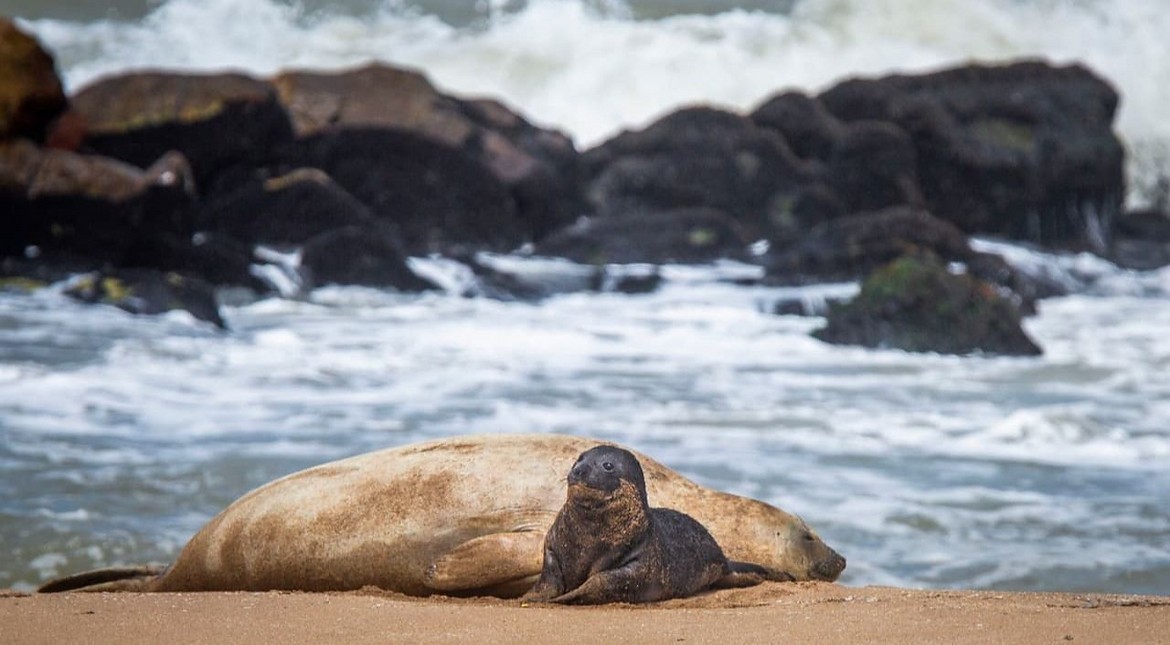 Cómo evoluciona el elefante marino nacido frente al Unzué y qué no se puede hacer en la zona
