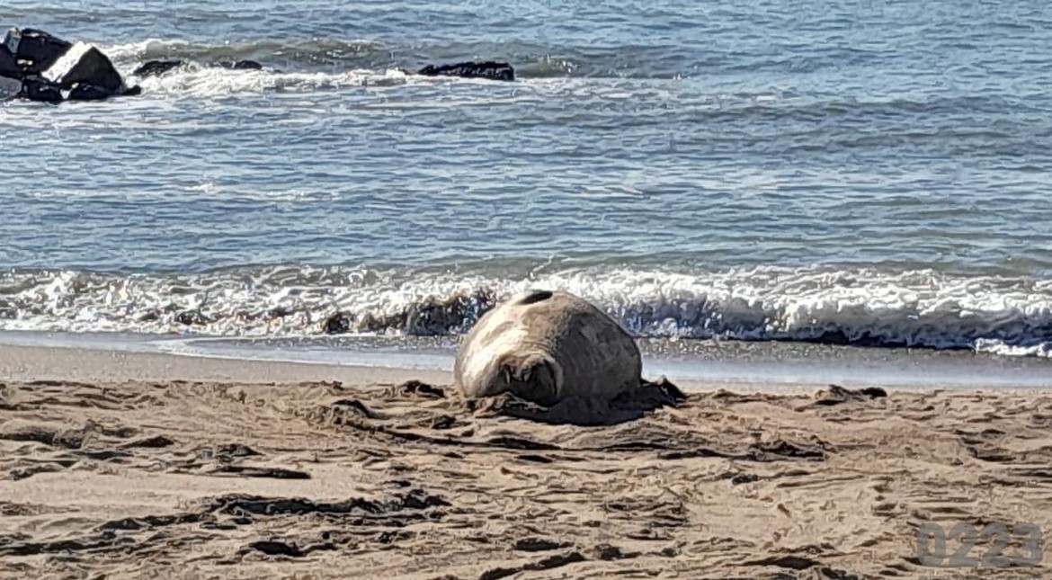 Los gigantes del mar eligen Mar del Plata: apareció otro elefante marino en una playa