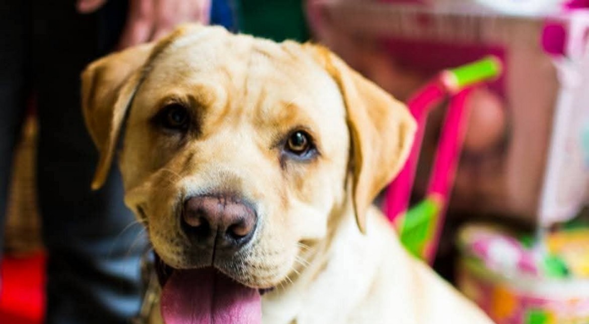 El adiós más triste: Zoonosis despide a Lolita, la perrita de asistencia