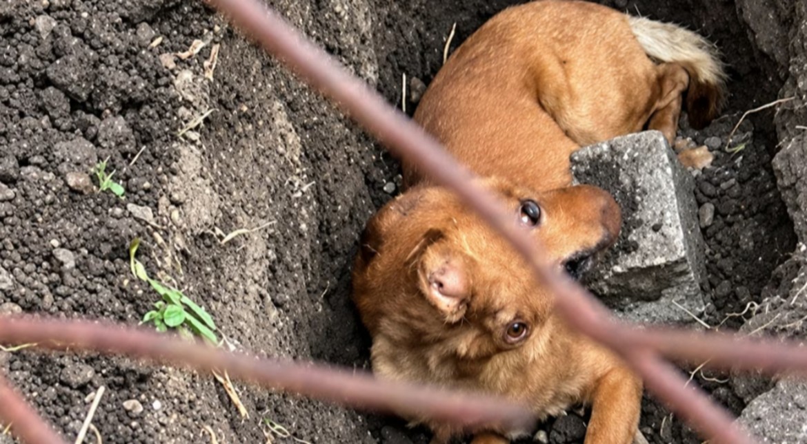 Monte Grande: filmaron a un hombre mientras enterraba vivo a su perro y lograron salvar al animal