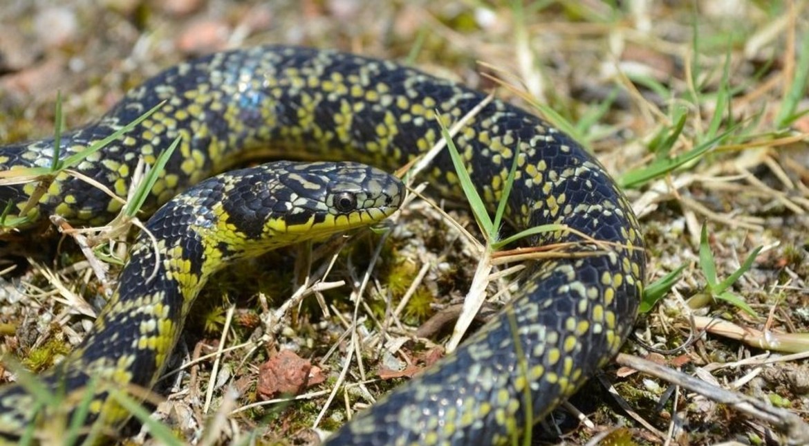Un vecino de Mar del Plata perdió a su serpiente y advierte para que no la maten