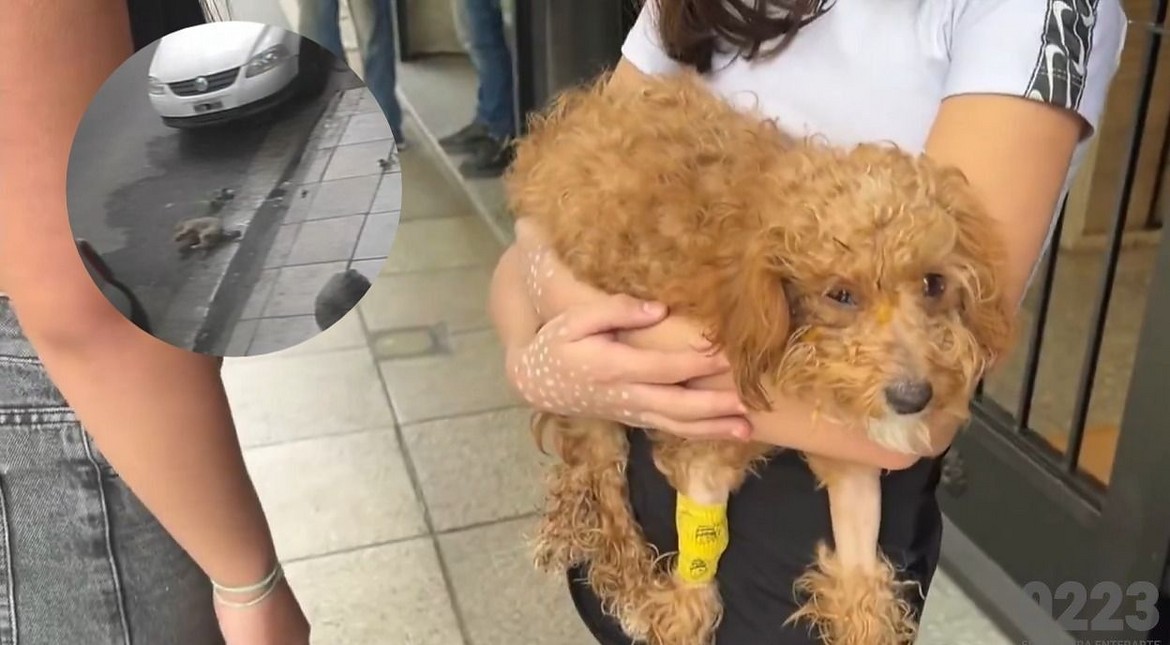Dos accidentes: la caniche que cayó de un quinto piso sobrevivió y sus dueños desmintieron las acusaciones