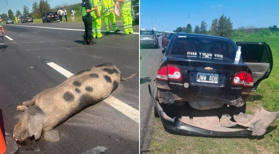 Se cruzó un chancho y provocó un choque en cadena entre cuatro autos