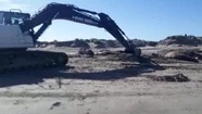 Entierran en La Caleta el cachalote hallado hace tres meses en Camet Norte