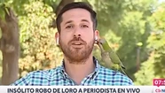 Insólito: un loro le quitó un auricular inalámbrico a un periodista mientras grababa un informe
