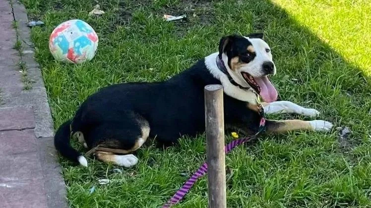 Quienes lo encontraron sostuvieron que Torino estaba siendo atacado por otros perros y decidieron interceder para que no lo lastimen.