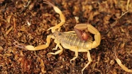 Hallan dos especies de alacranes en Chascomús, una de las cuales es venenosa