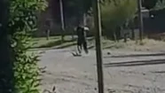 El sujeto mató de manera salvaje a la perra. 