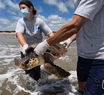 Regresan al mar tres tortugas rescatadas en bahía de Samborombón