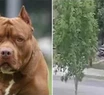 Video: lo atacaron dos perros pitbull del vecino y terminó en el hospital