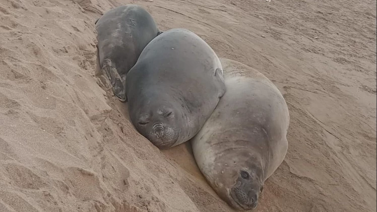 Visitas inesperadas: aparecieron elefantes marinos en una playa céntrica y advierten por un incremento para este verano