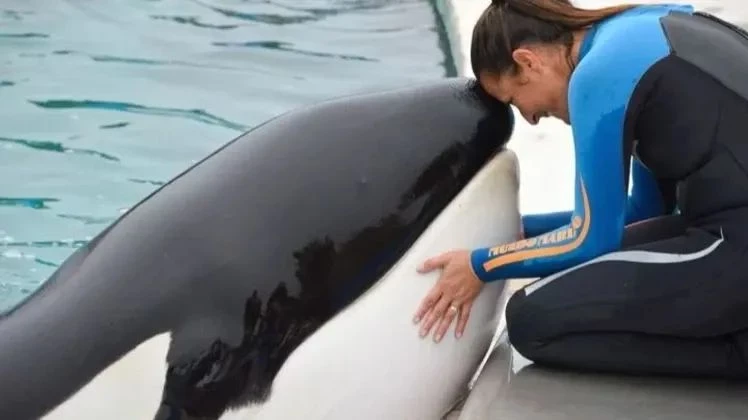 Con una longitud de 6,2 metros en su vida adulta, una circunferencia de 3,95 y un peso aproximado de 3.600 kilos; Kshamenk pertenecía a una especie llamada Orcinus Orca.