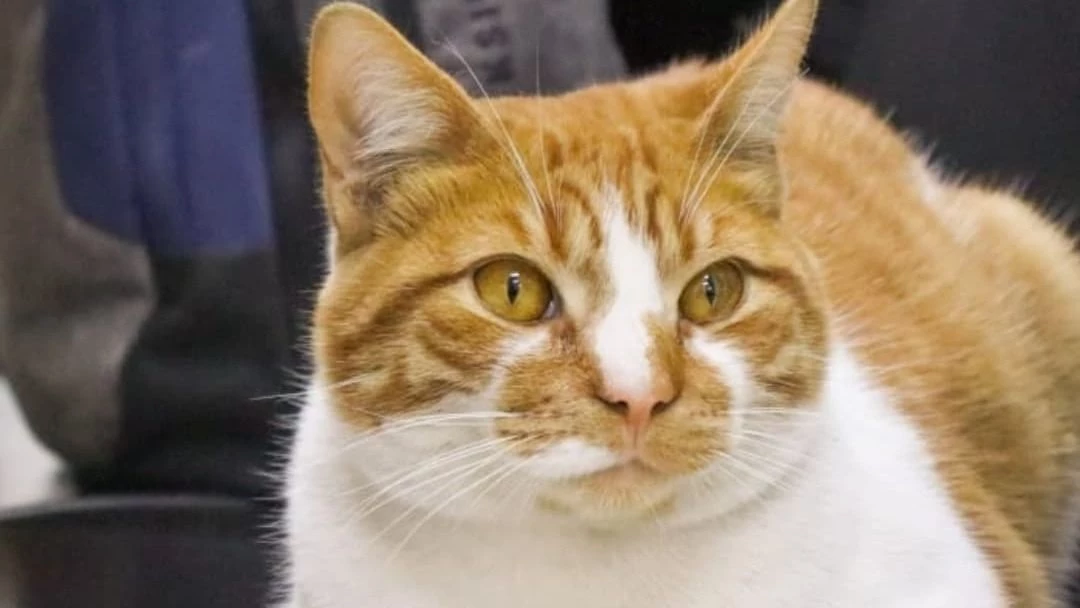  Mandarina, el gato universitario que pasará su primer verano en la Facultad
