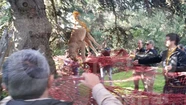 Encuentran un puma trepado a un árbol en una casaquinta