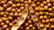 Soja, transgénesis y Monsanto