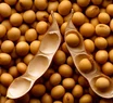 Soja, transgénesis y Monsanto